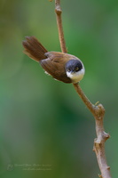 Dark-fronted babbler (Rhopocichla atriceps) (3)