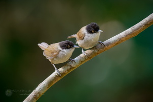 Dark-fronted babbler (Rhopocichla atriceps) (2)