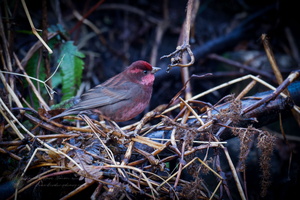 Dark-rumped Rosefinch (Carpodacus edwardsii) (1)