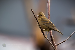 Dark-rumped Rosefinch (Carpodacus edwardsii) (2)