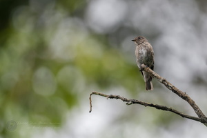 Dark-sided Flycatcher (Muscicapa sibirica) (2)