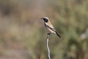 Desert Wheatear (Oenanthe deserti)