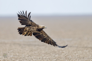 Eastern Imperial Eagle (Aquila heliaca)01 (1)