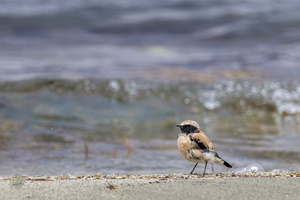 desert wheatear (Oenanthe deserti) 