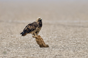Eastern Imperial Eagle (Aquila heliaca)01 (2)
