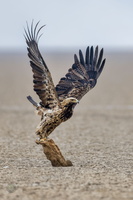 Eastern Imperial Eagle (Aquila heliaca)01 (3)