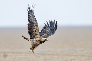 Eastern Imperial Eagle (Aquila heliaca)01 (5)