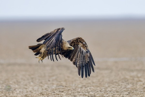 Eastern Imperial Eagle (Aquila heliaca)01 (4)