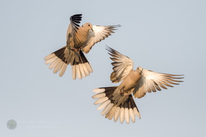 Eurasian collared dove (Streptopelia decaocto) (2)