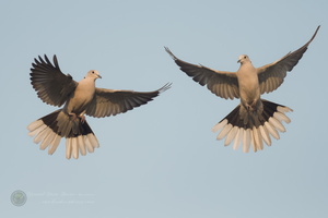 Eurasian collared dove (Streptopelia decaocto) (1)