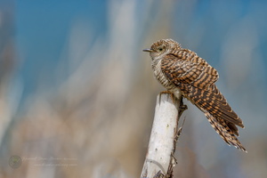 Eurasian cuckoo (Cuculus canorus) (1)