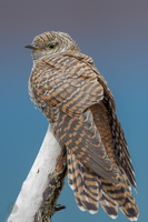 Eurasian cuckoo (Cuculus canorus) (2)