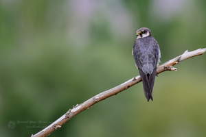 Eurasian hobby (Falco subbuteo) (2)