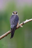 Eurasian hobby (Falco subbuteo) (4)