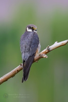 Eurasian hobby (Falco subbuteo) (3)