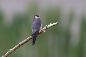 Eurasian Hobby (Falco subbuteo)