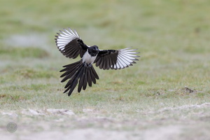 Eurasian magpie (Pica pica)