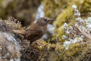Eurasian Wren (Troglodytes troglodytes)