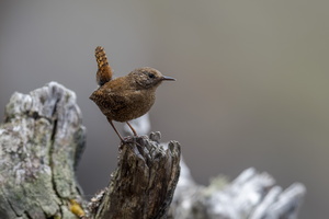 Eurasian Wren (Troglodytes troglodytes)01
