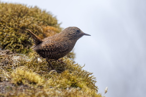 Eurasian Wren (Troglodytes troglodytes)02