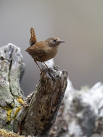 Eurasian Wren (Troglodytes troglodytes)03