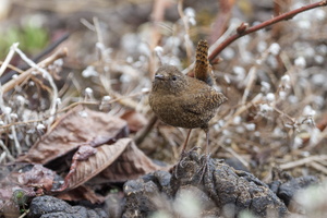 Eurasian Wren (Troglodytes troglodytes)04