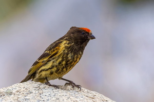 fire-fronted serin (Serinus pusillus) (2)