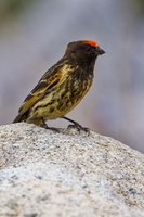 fire-fronted serin (Serinus pusillus) (3)
