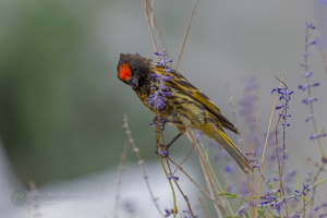 Fire-fronted Serin (Serinus pusillus)