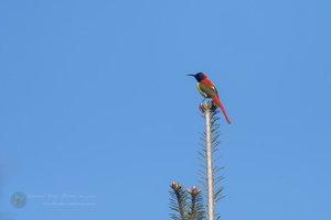 Fire-tailed Sunbird (Aethopyga ignicauda)