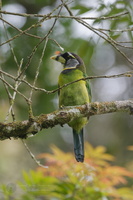 Fire-tufted Barbet (Psilopogon pyrolophus) (1)
