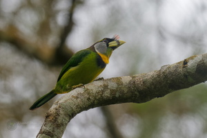 Fire-tufted Barbet (Psilopogon pyrolophus) (2)