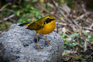 Golden Bush Robin (Tarsiger chrysaeus) (2)