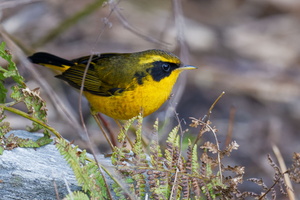 Golden Bush Robin (Tarsiger chrysaeus) (5)