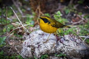 Golden Bush Robin (Tarsiger chrysaeus) (6)
