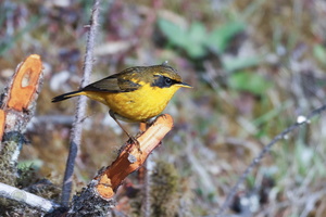 Golden Bush-robin (Tarsiger chrysaeus)