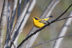 Golden Bush-robin (Tarsiger chrysaeus)01
