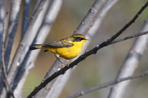 Golden Bush-robin (Tarsiger chrysaeus)02