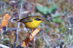 Golden Bush-robin (Tarsiger chrysaeus)03