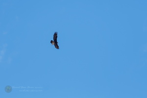 golden eagle (Aquila chrysaetos) (1)