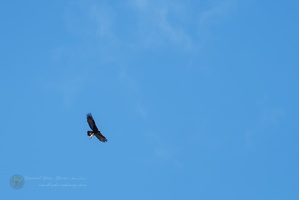 golden eagle (Aquila chrysaetos) (2)