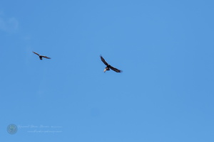 golden eagle (Aquila chrysaetos) (3)