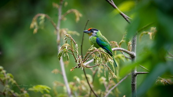 Golden-throated Barbet (Psilopogon franklinii) (1)