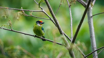 Golden-throated Barbet (Psilopogon franklinii) (3)