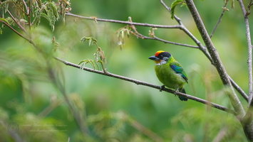 Golden-throated Barbet (Psilopogon franklinii) (4)