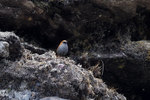 Gould&#039;s Shortwing (Heteroxenicus stellatus)