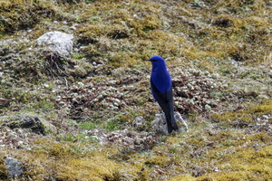 Grandala (Grandala coelicolor)