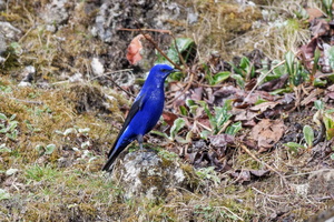 Grandala (Grandala coelicolor)02