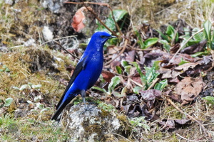 Grandala (Grandala coelicolor)04