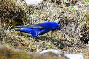 Grandala (Grandala coelicolor)05